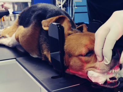 Dental Procedure-Norval Animal Hospital