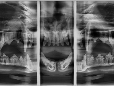 Panoramic Dental X-ray- Norval Animal hospital